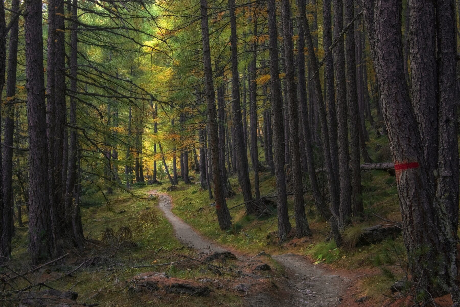 Scenic asphalt walking trail winding through a forest in Minnesota